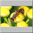 Mellinus crabroneus - Grabwespe w14 12mm - OS-Wallenhorst Sandgrube.jpg